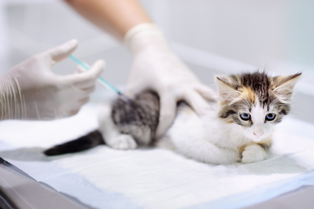 ¿Cuáles son las vacunas que necesitan los gatos?