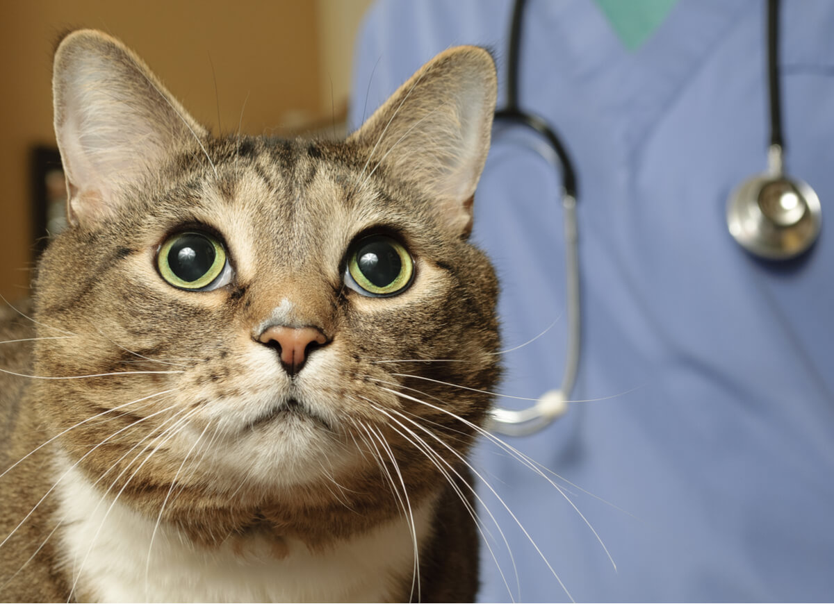 Schwere Atmung bei Katzen - Akromegalie bei Katzen ist ein chronisches Problem.