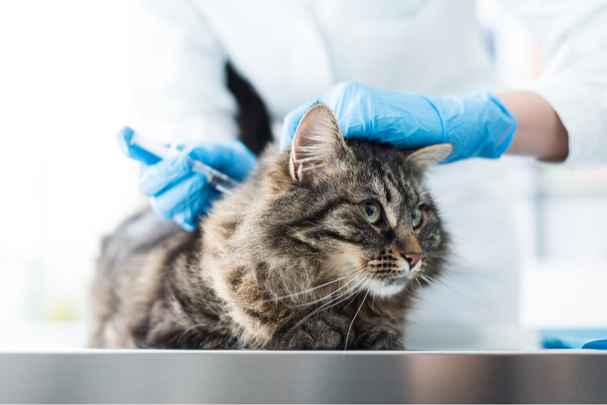 Un gato en un veterinario.