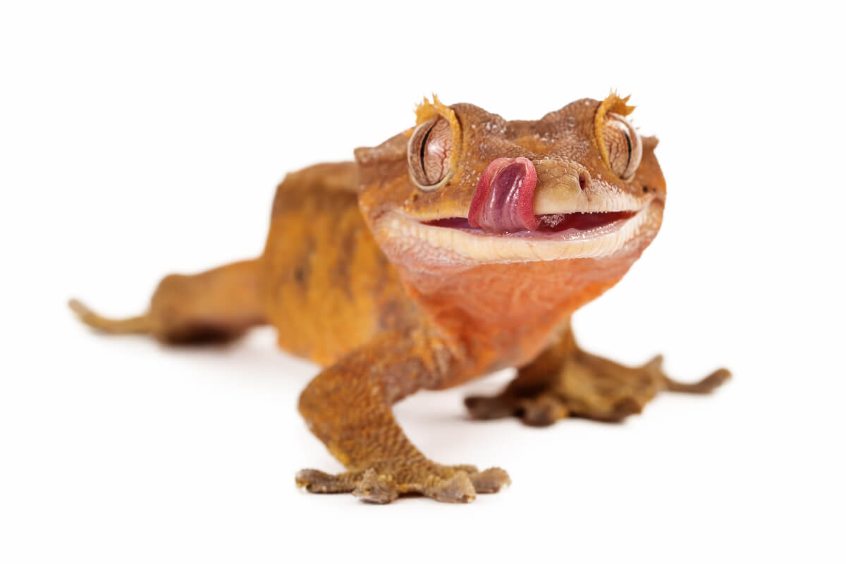 Un gecko sobre un fondo blanco.