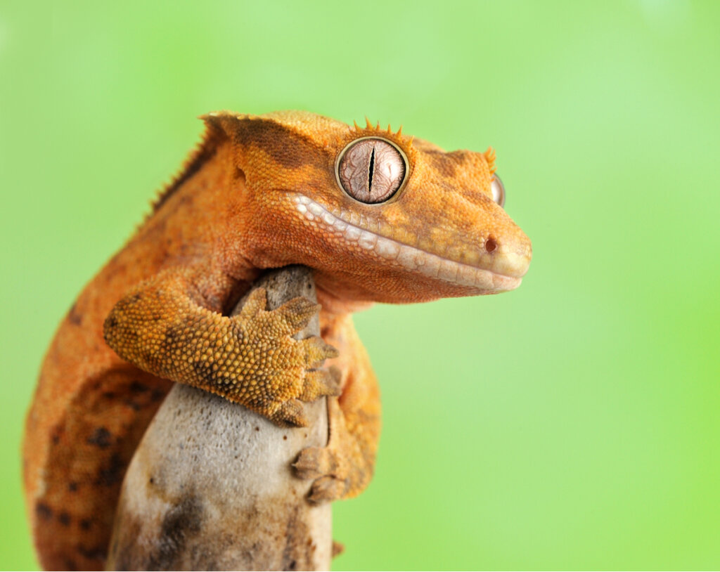 Gecko crestado: cuidados y características