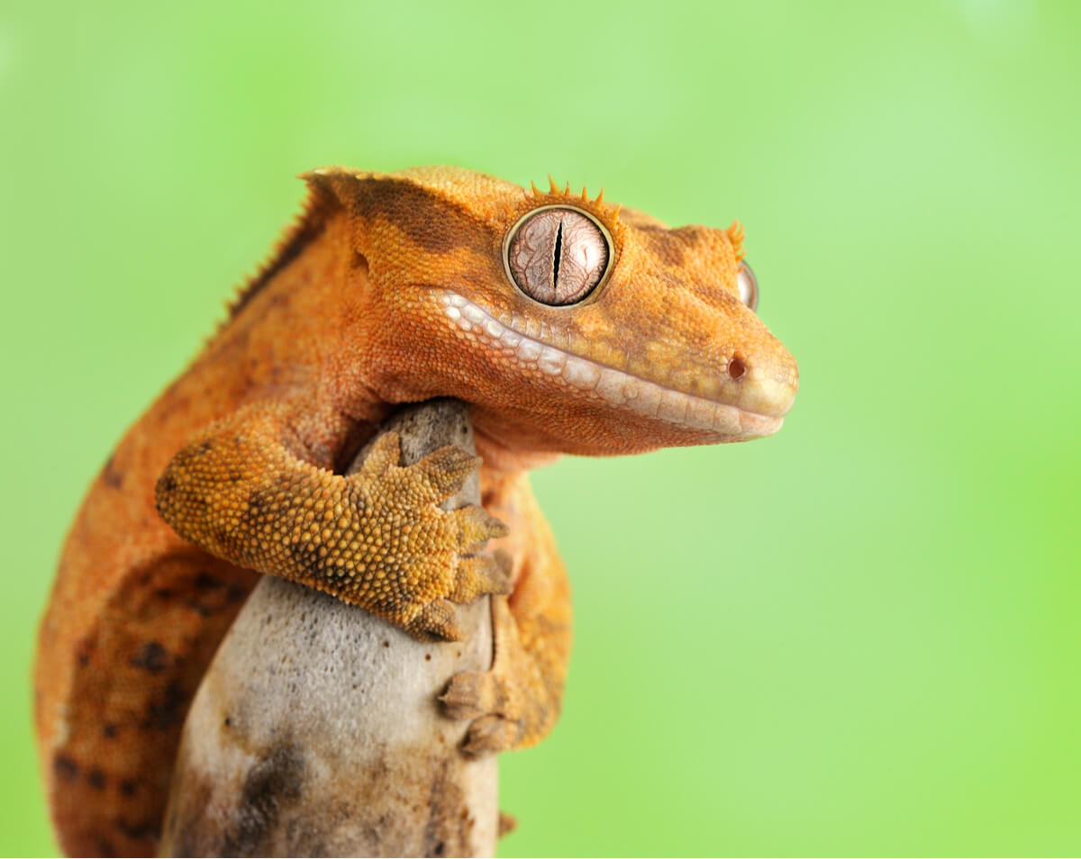 Crested gecko.