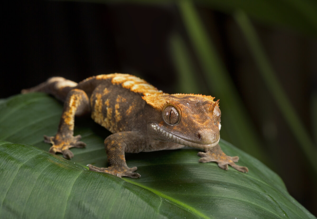 Un gecko crestado sobre una hoja.