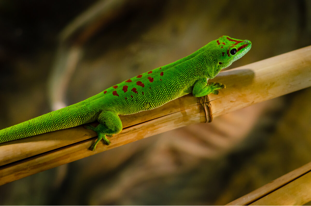 Un gecko diurno sobre una rama.