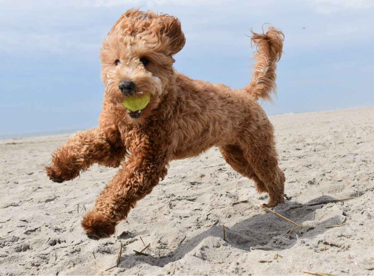 Un goldendoodle corre en la playa.