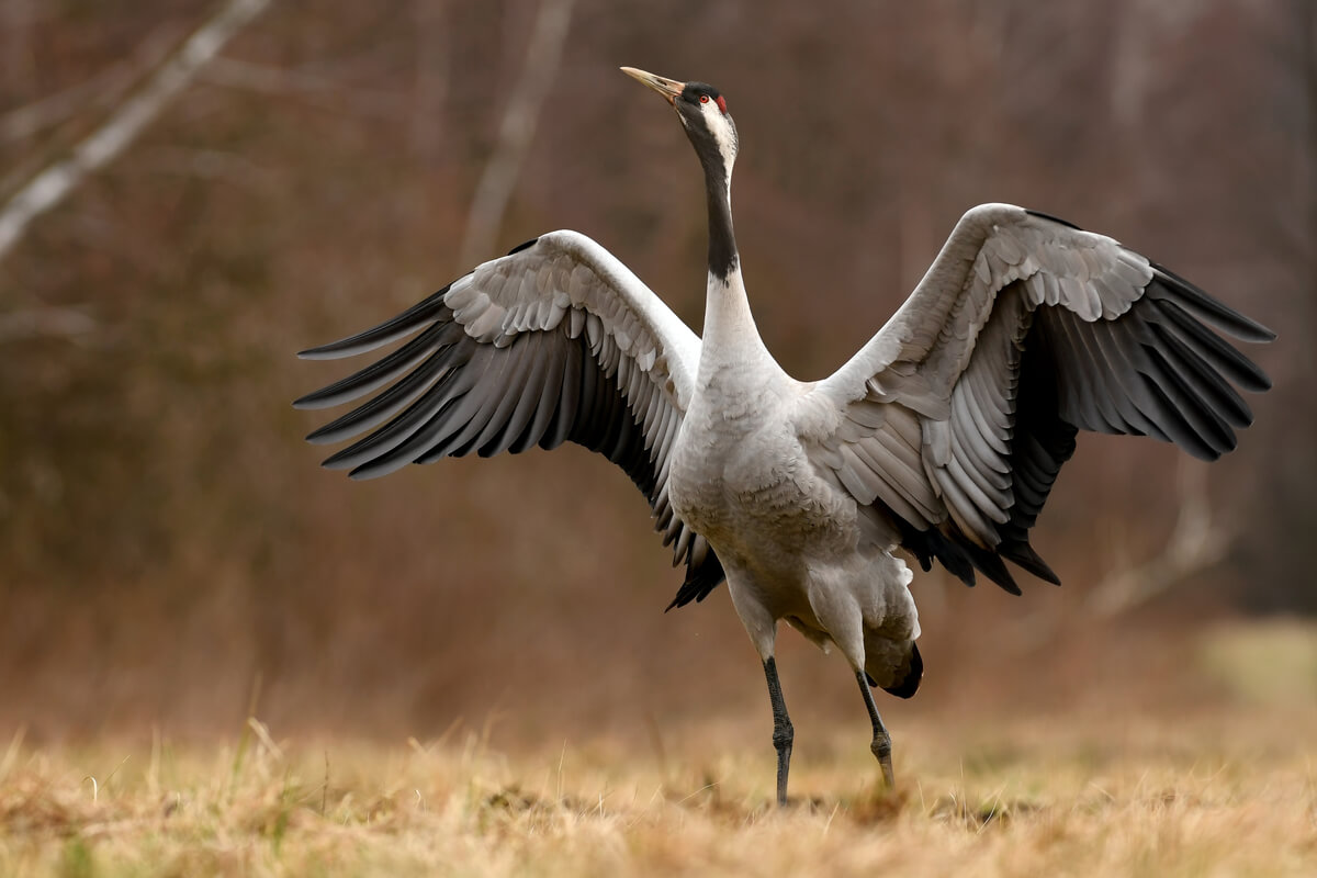 La grulla común es un ave danzarina.