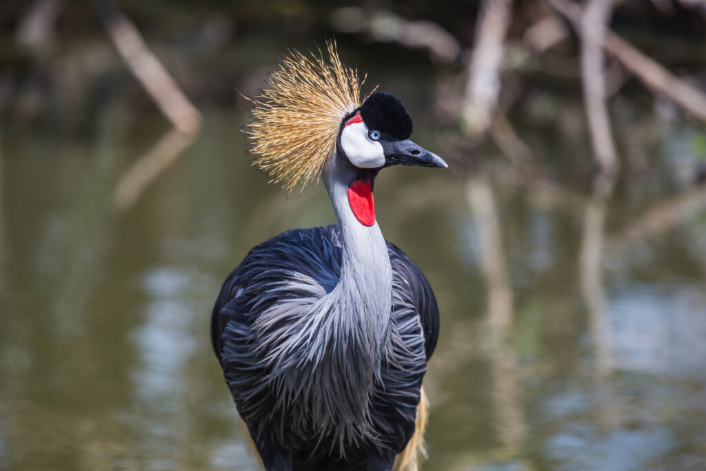 Una grulla coronada gris.