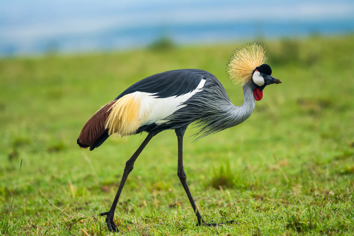 Una grulla gris coronada.