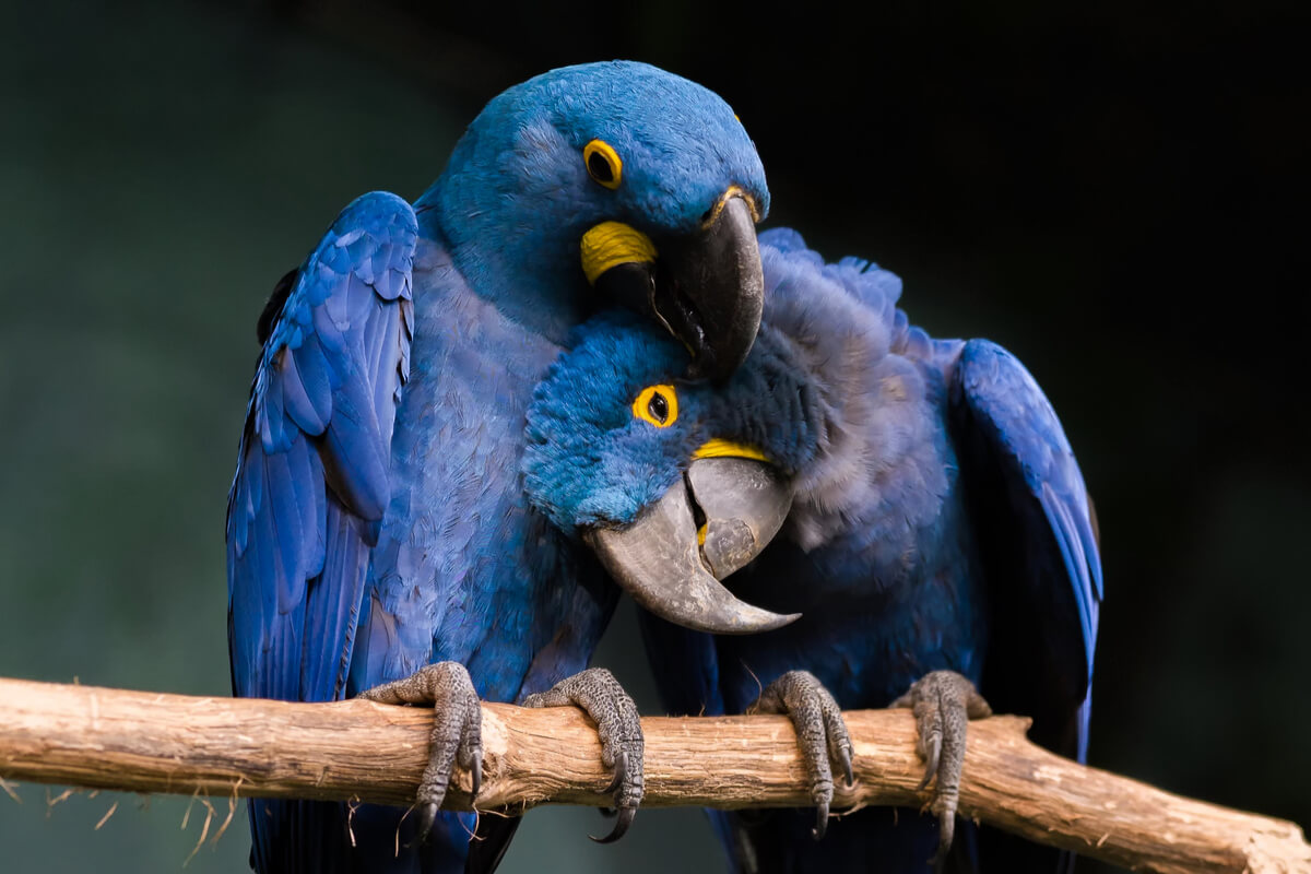 Las aves más parlanchinas del reino animal.