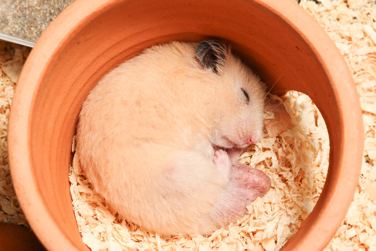 En sovande hamster.