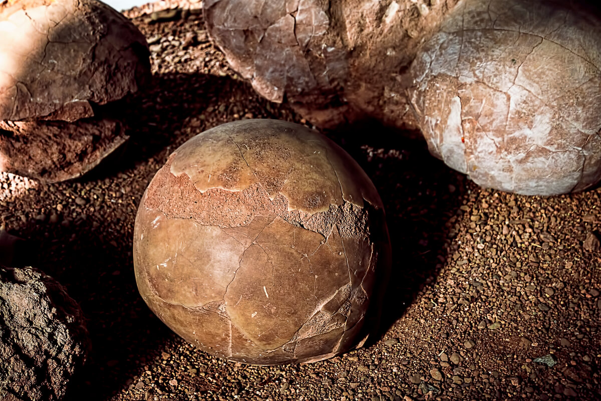 Huevos de dinosaurio fosilizados.