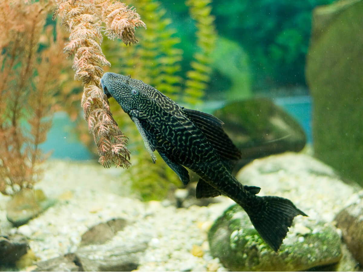 El pleco es uno de los peces limpiadores naturales para tu acuario.