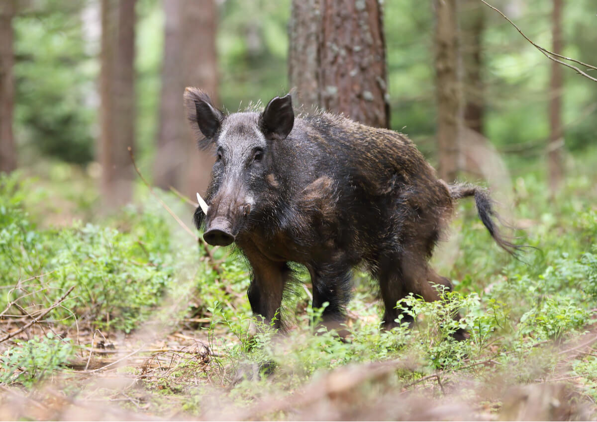 Un jabalí.