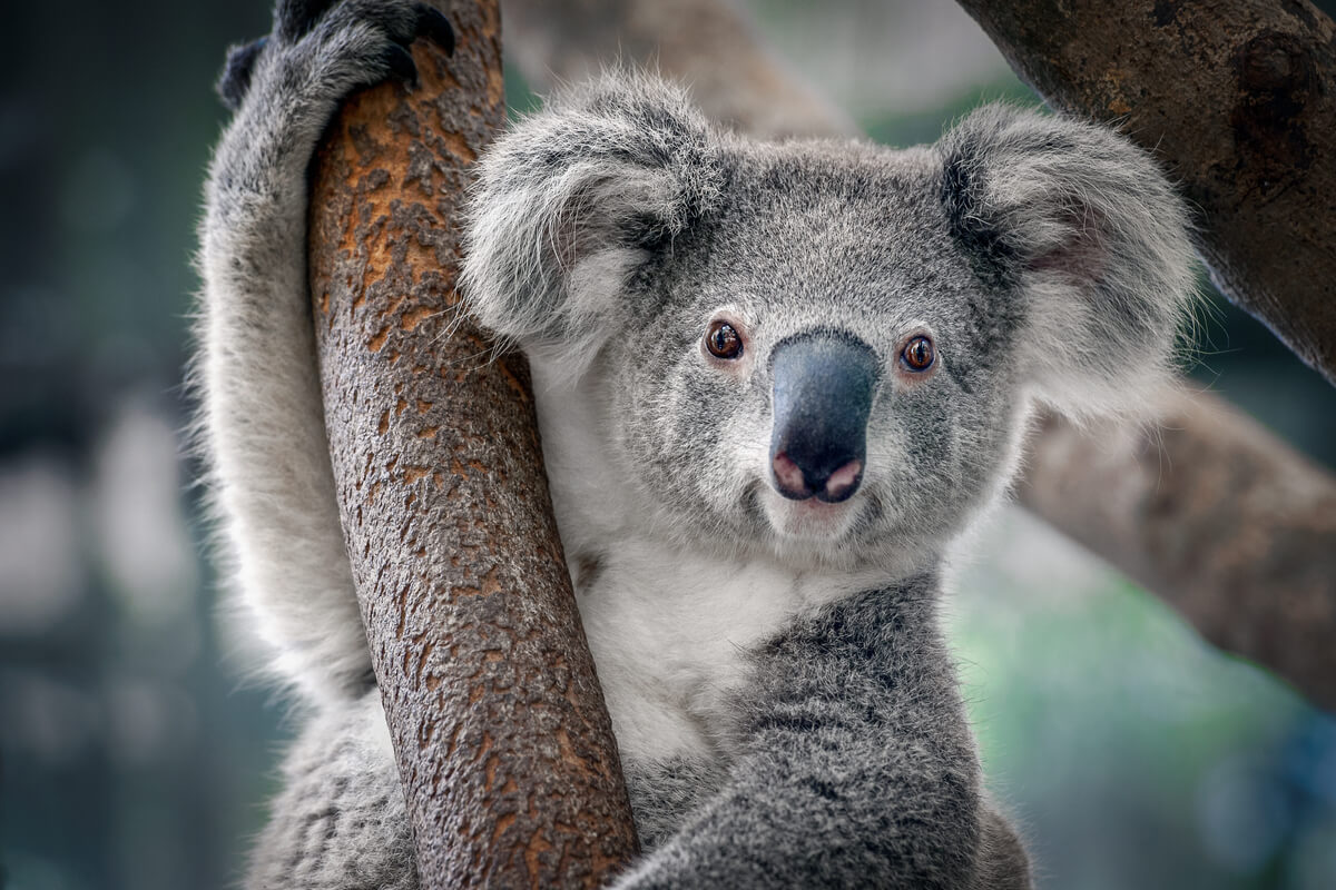 dala sarılmış bakan bir koala