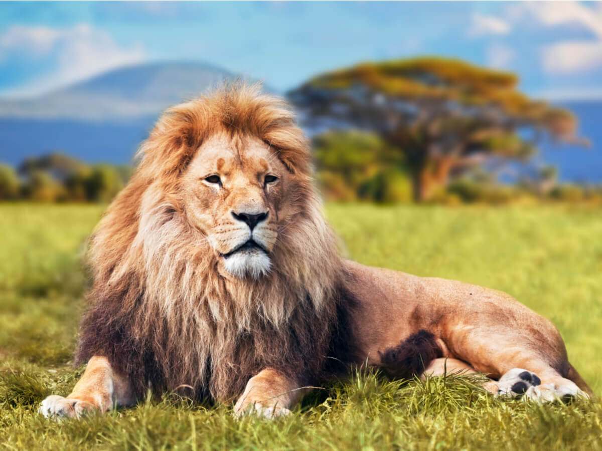 Il leone è uno dei mammiferi più veloci al mondo.