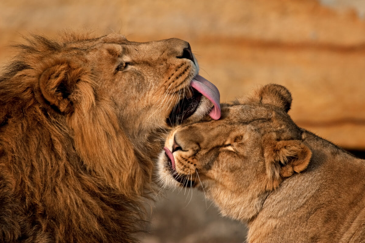 Unos leones se lamen en un gesto de cariño.