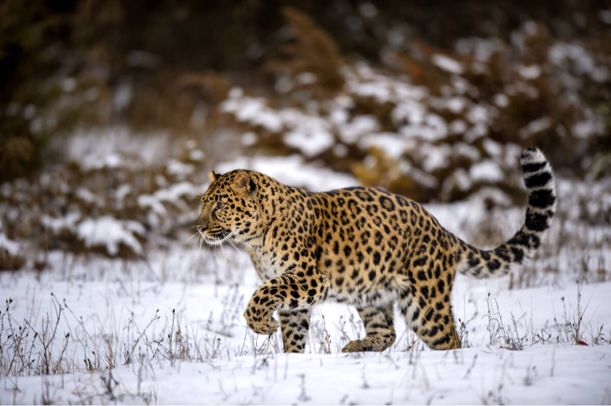 El leopardo de amur es otro de los animales en peligro crítico de extinción.