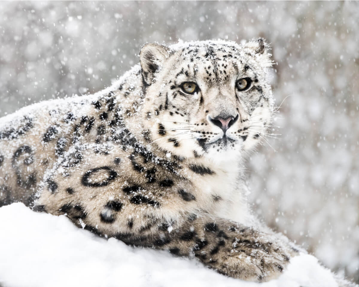 Le léopard des neiges vit dans la neige. 