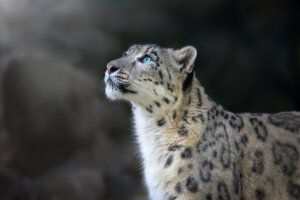 Los esfuerzos de conservación del leopardo de las nieves