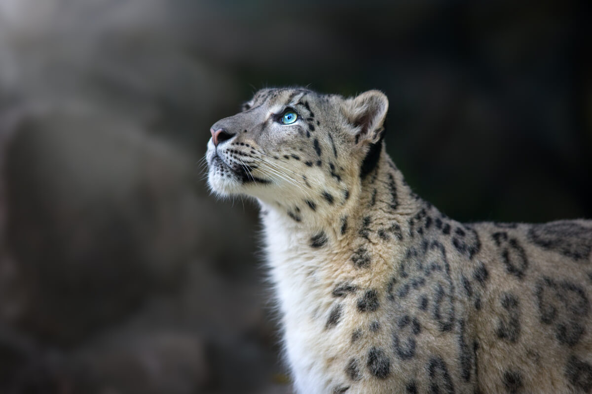 Un leopardo de las nieves mirando al cielo.