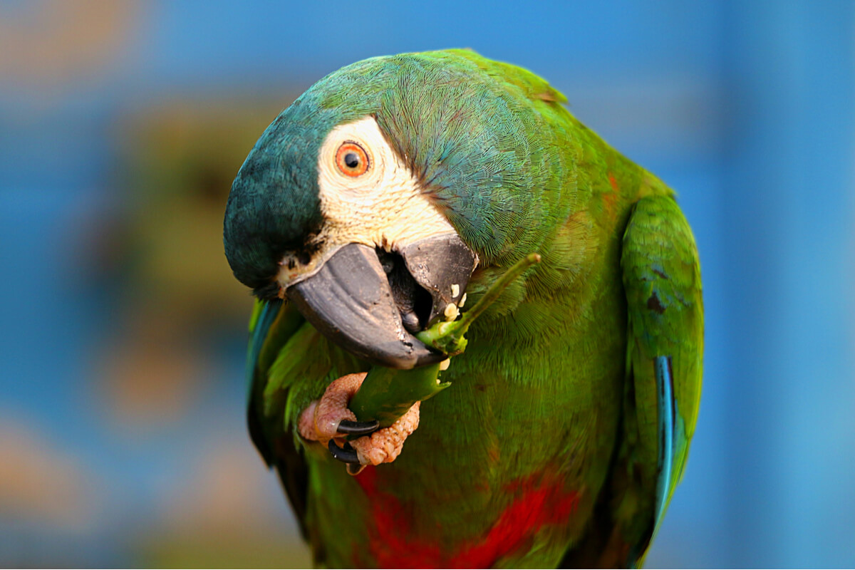 A parrot.