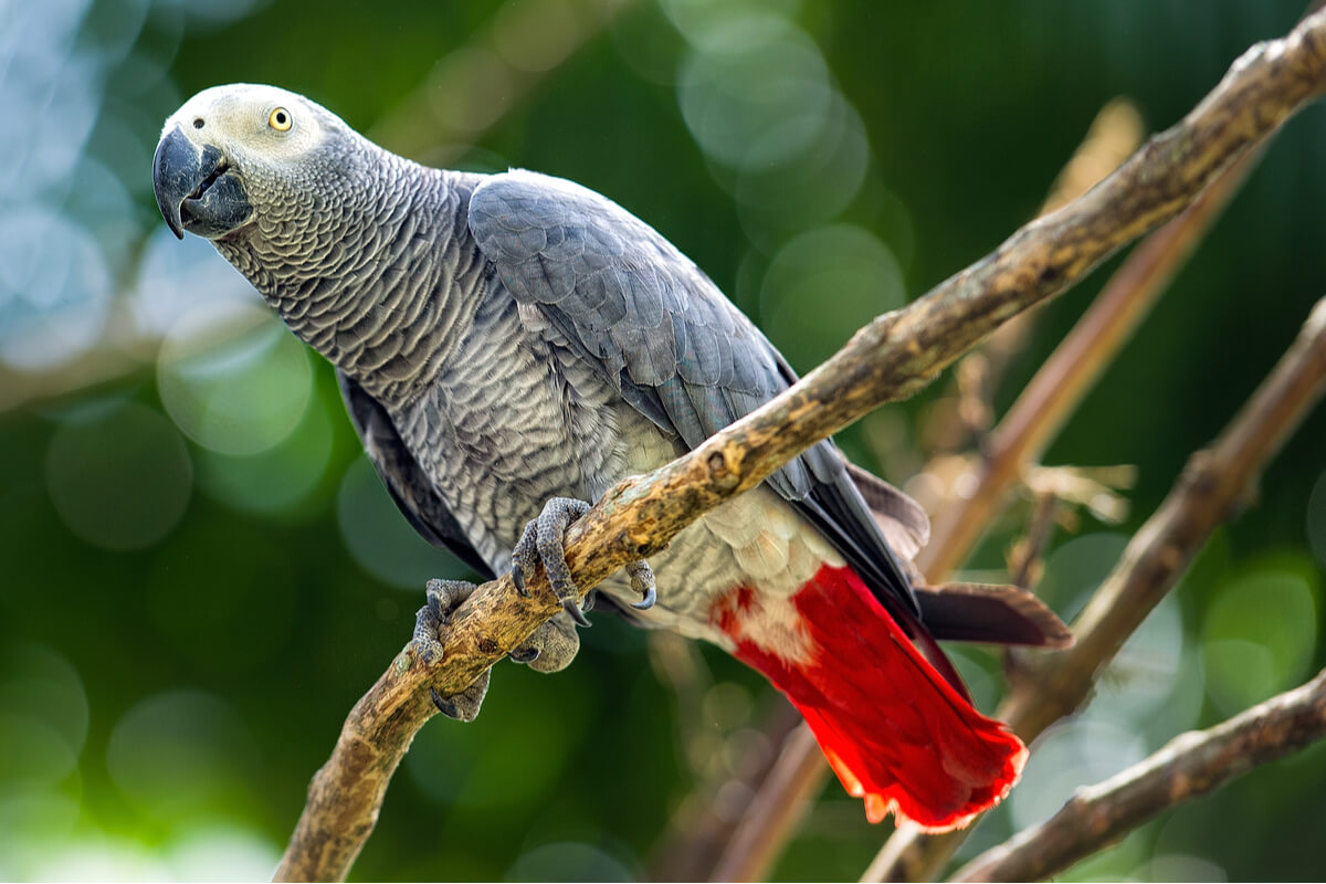 El loro gris africano está en peligro.