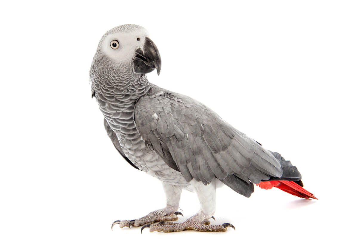 Uno de los pájaros salvajes que hablan.