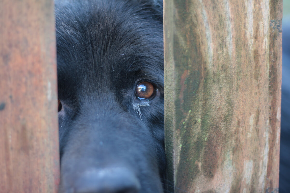 Warum hört mein Hund nicht auf zu weinen?