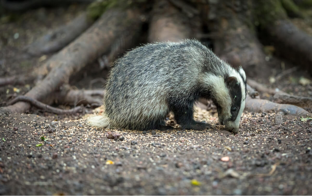 Um mamífero que forrageia no chão.