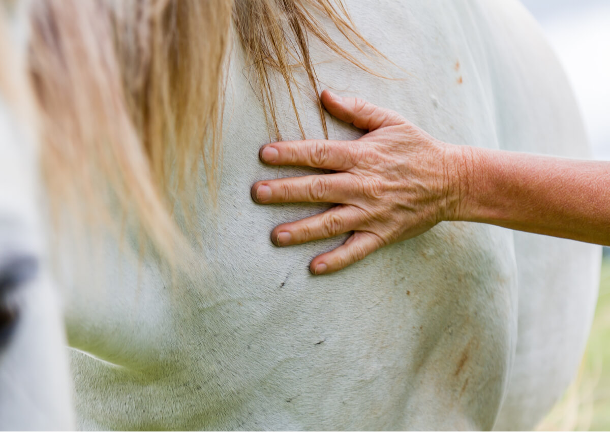 La mano de una persona sobre la piel de un caballo.