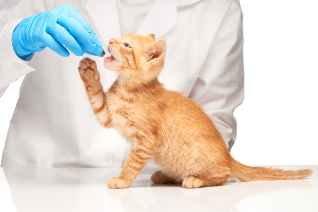 ¿Cuándo administrar metronidazol para gatos?