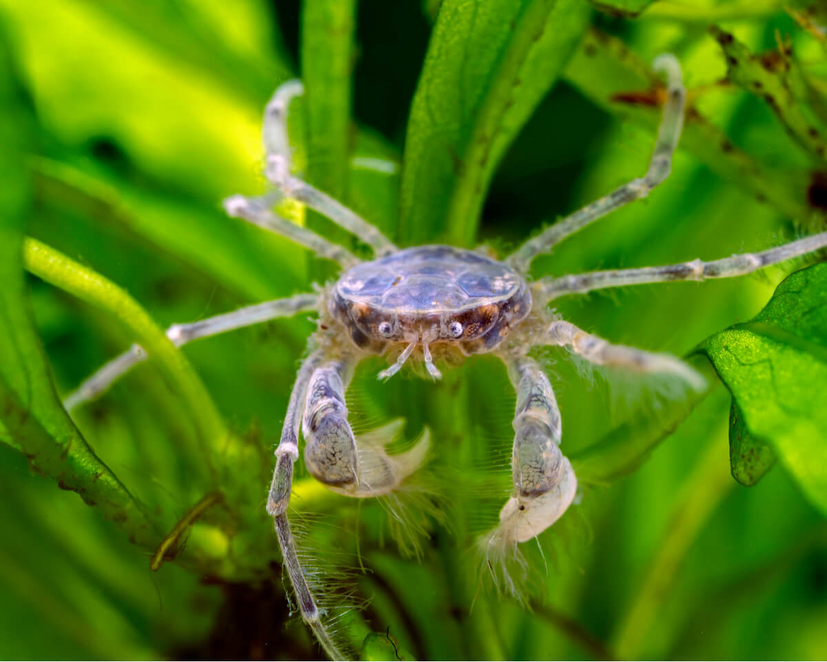 El micro cangrejo tailandés no es uno de los tipos de peces de agua fría.
