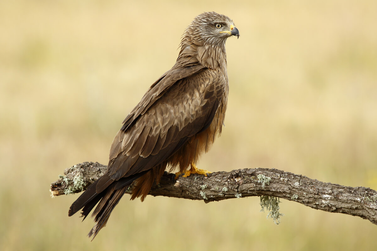 El milano negro es una de las aves que migran en otoño.