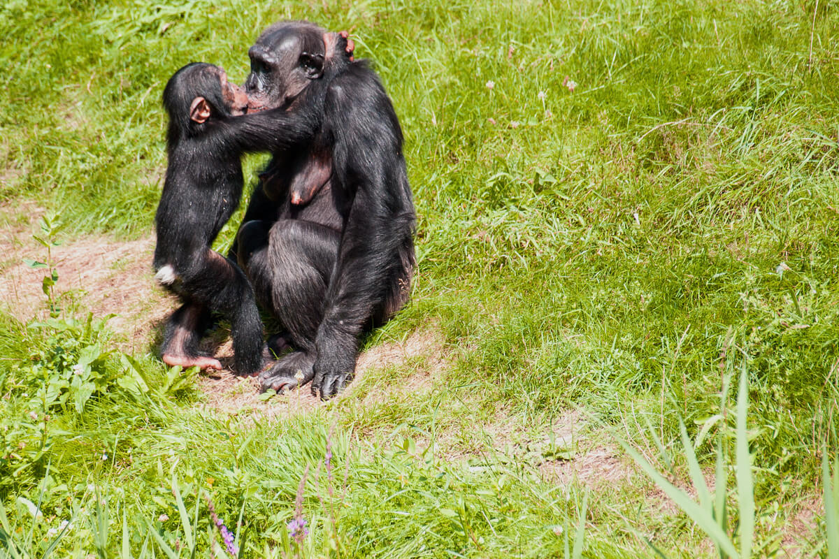 Un beso entre un chimpancé y su hijo.