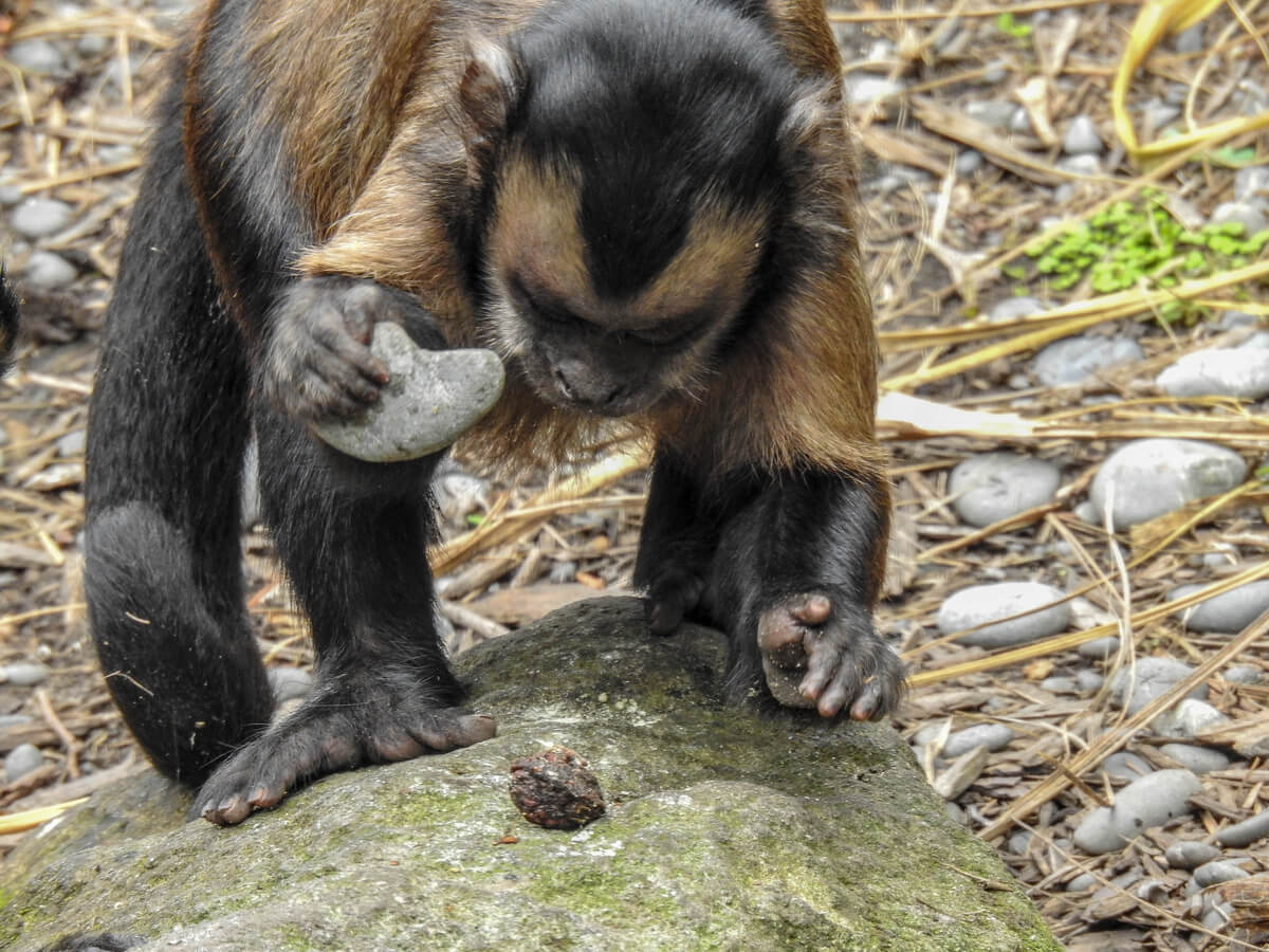Un mono usando una piedra como herramienta.