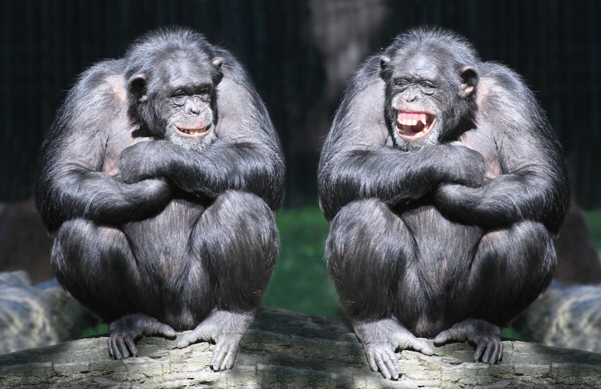 Dos monos riéndose sentados.