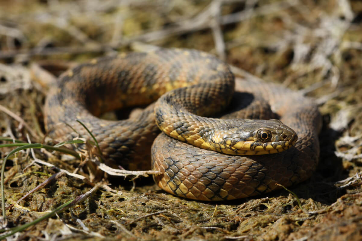 La Natrix maura es una de las serpientes no venenosas.