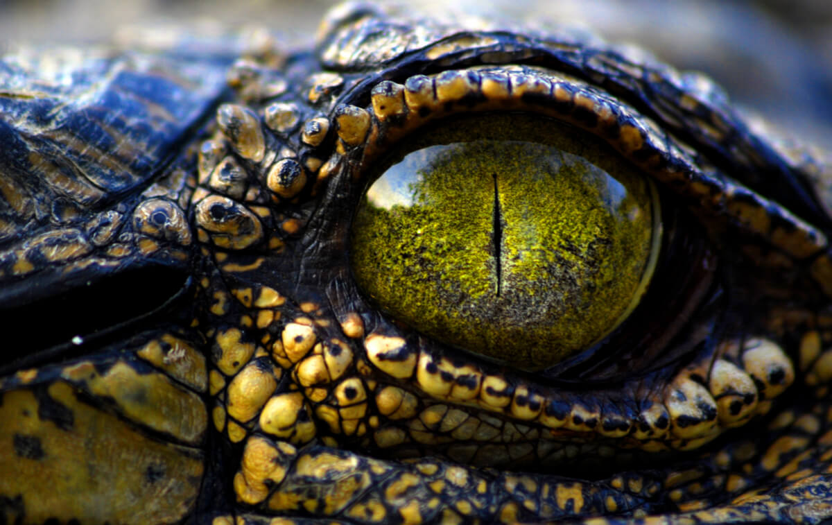 Zoom al ojo de un cocodrilo.
