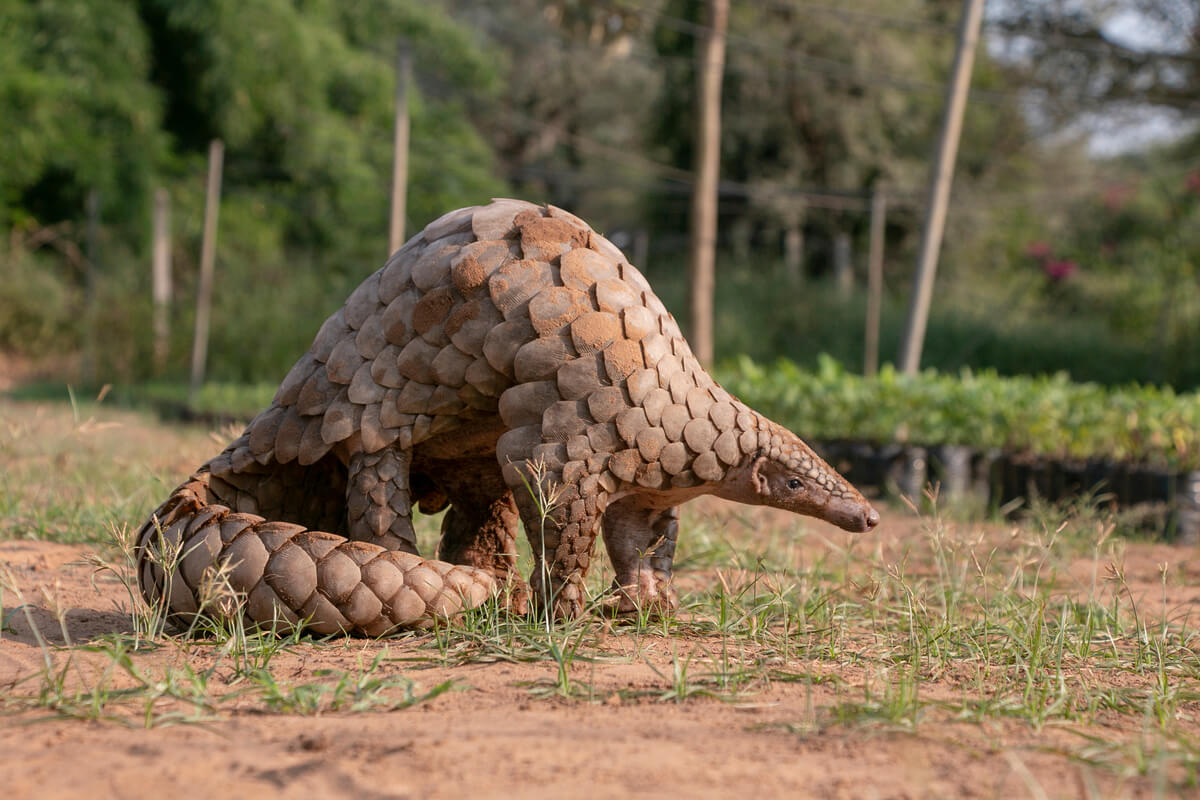 7 animals with shells