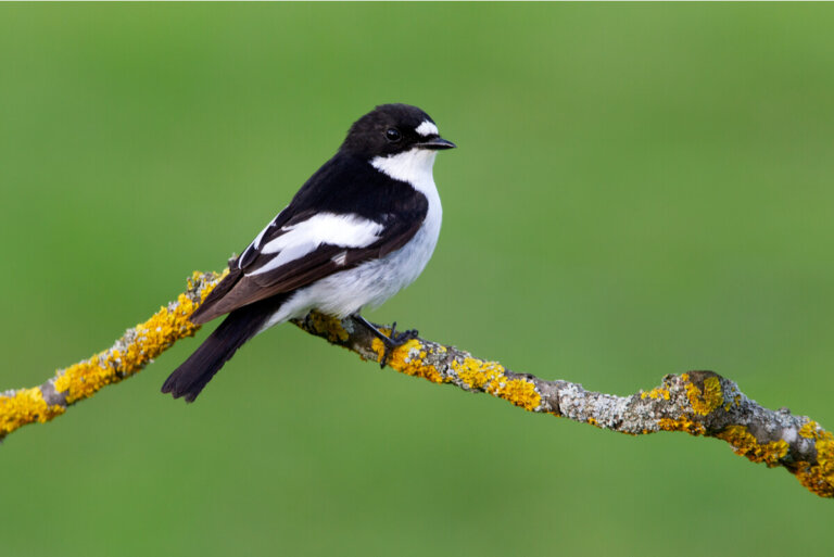 ¿Qué aves migran en otoño?