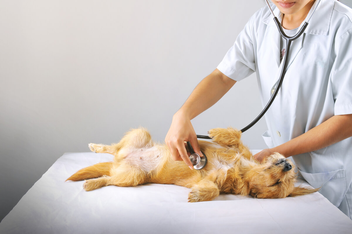 La estenosis pulmonar en perros es una enfermedad del corazón.