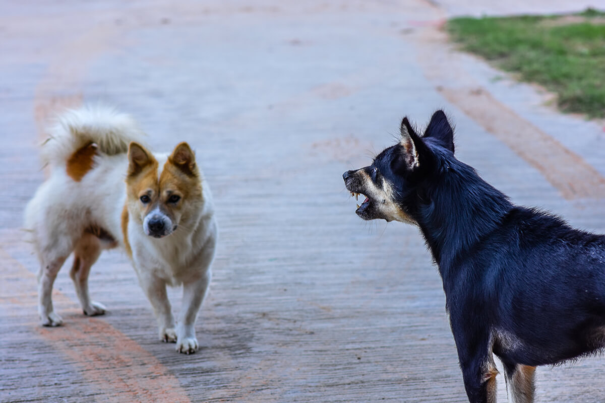 Un perro agresivo que ladra a otro perro.