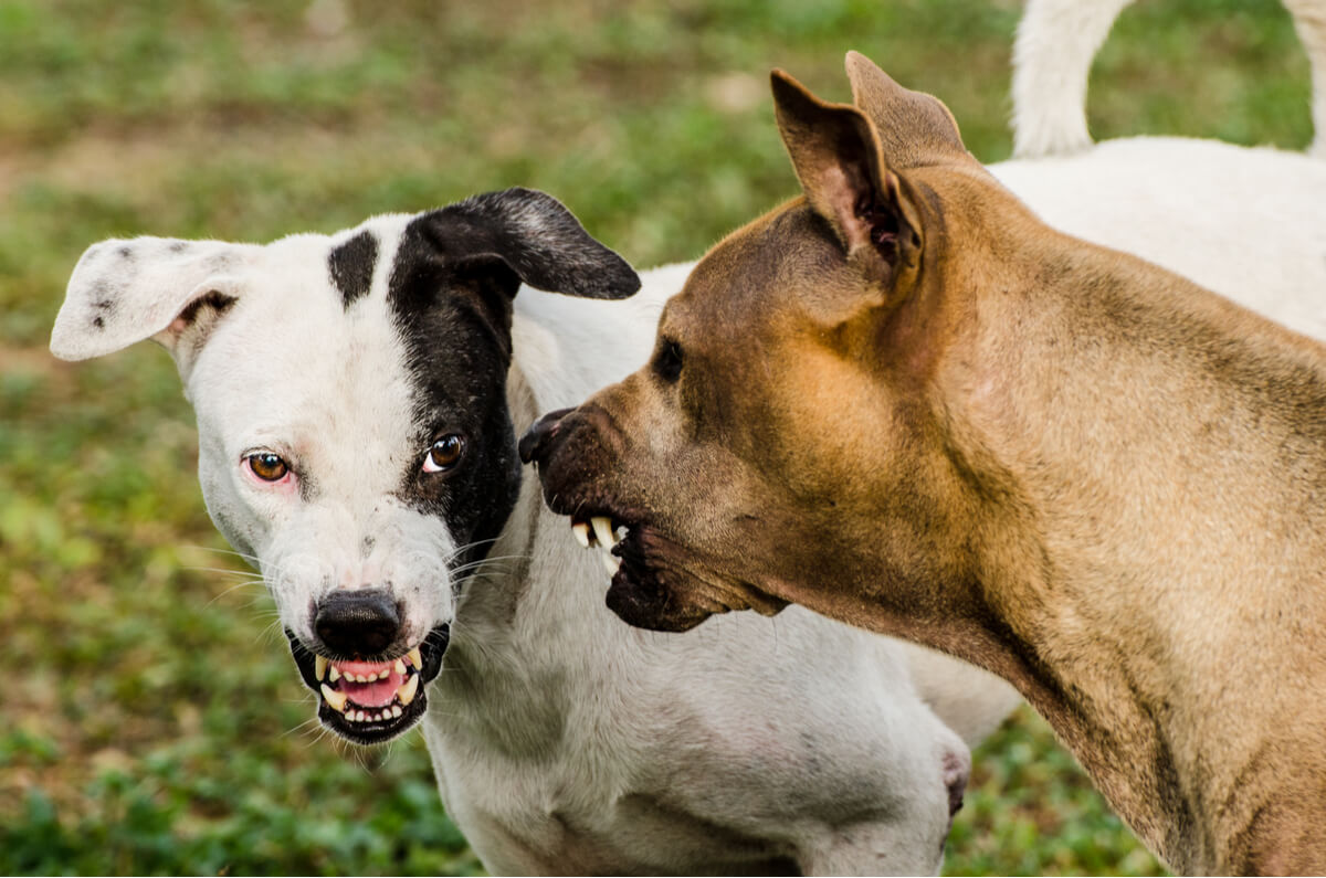 Un perro agresivo con otro perro.