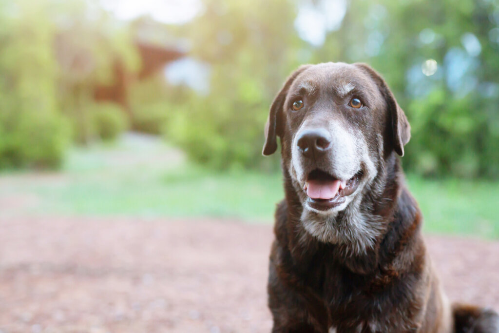 Un perro anciano jadeando.