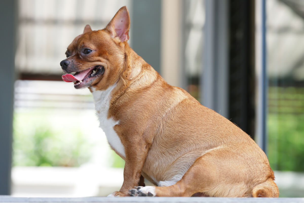Un perro obeso.