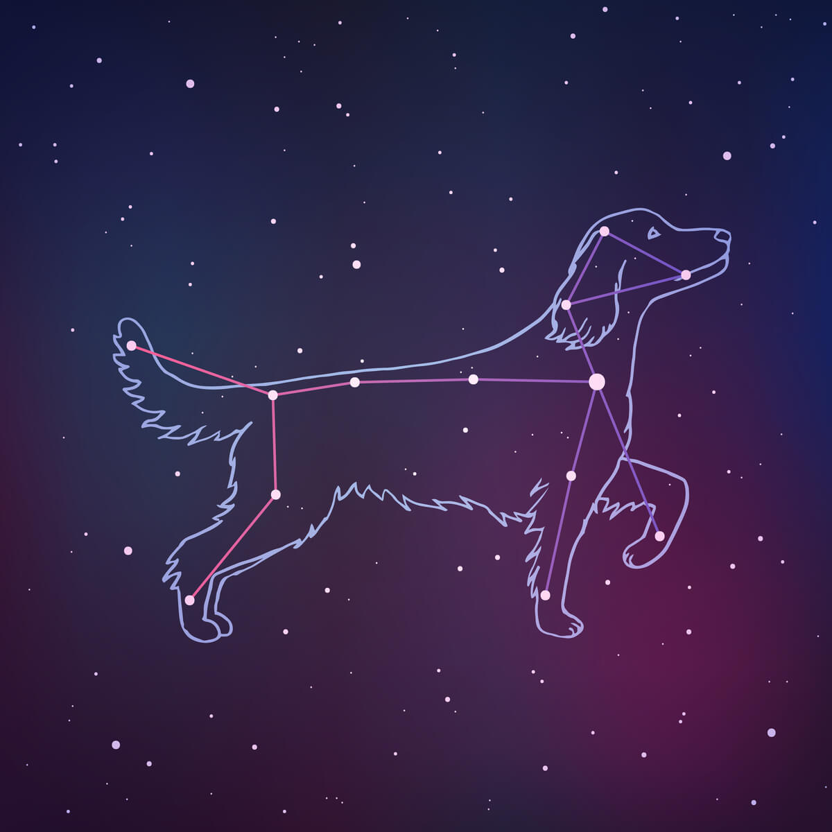 ¿Tienen los perros chakras?