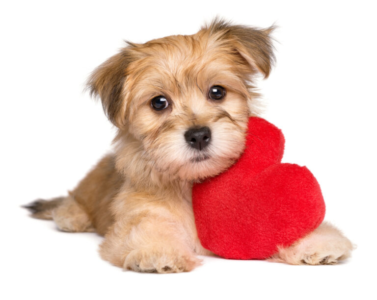 Colesterol alto en perros: causas, diagnóstico y tratamiento