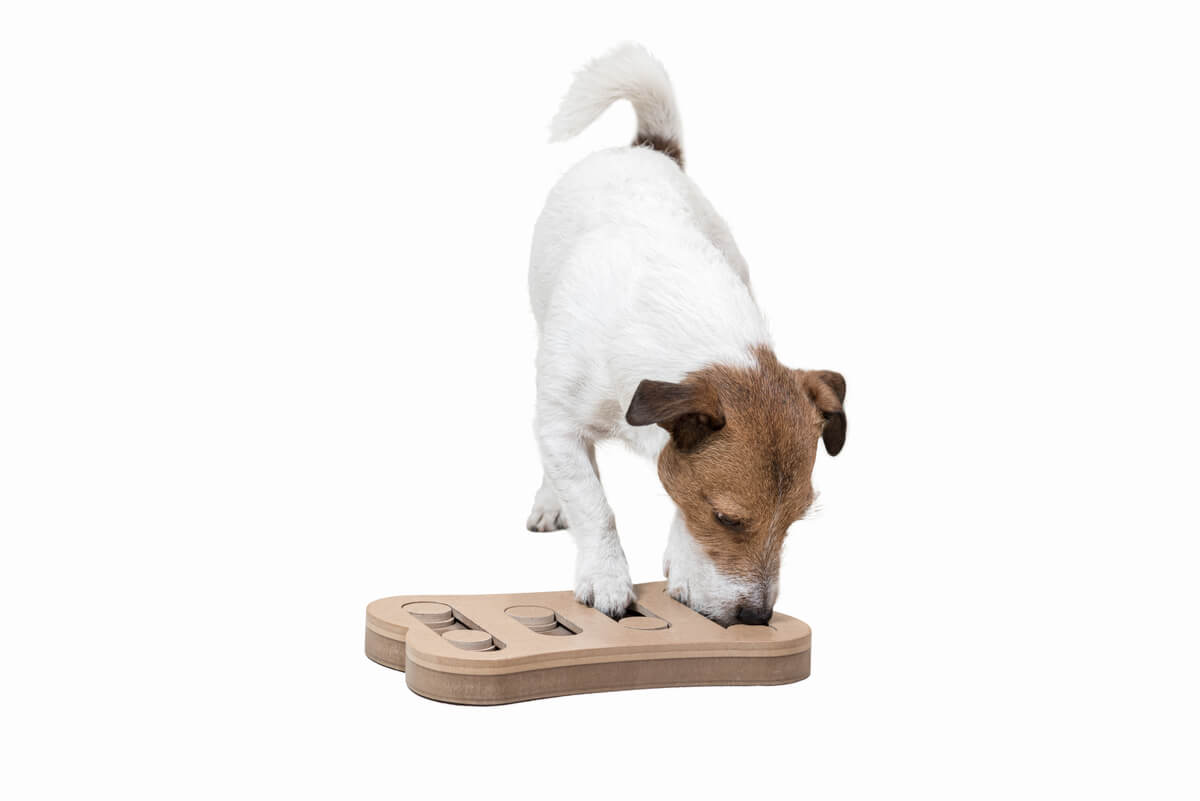 Estimulación mental en perros: una cuestión de juego