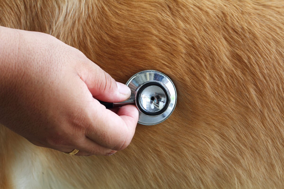 Perro en un examen veterinario.