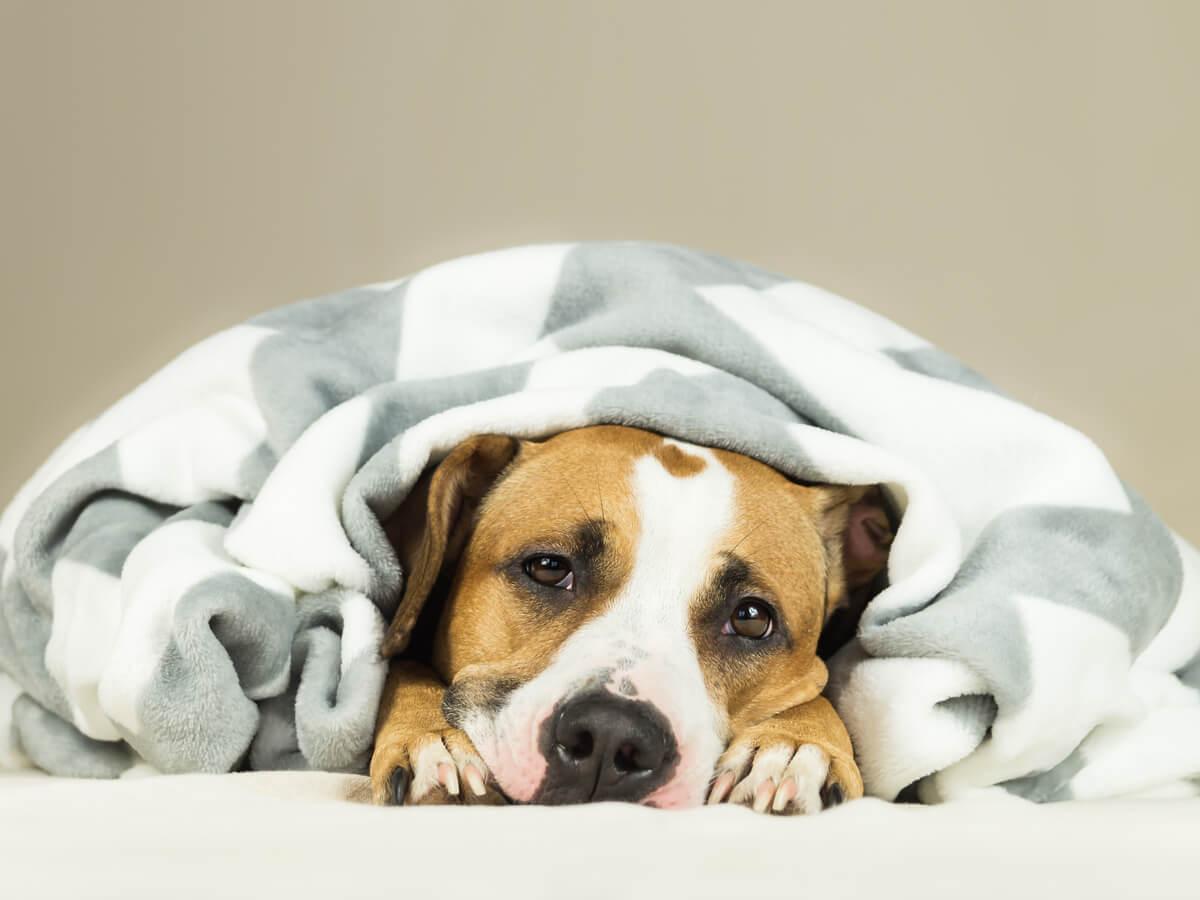 Fiebre en perros bajo mantas.